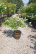 Acoma Crape Myrtle, White - Lagerstroemia Indica x Fauriei   Acoma  Online Sale