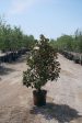 Claudia Wannamaker Magnolia - Magnolia Grandiflora  Claudia Wannamaker  Discount