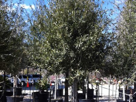 Empire Live Oak - Quercus Virginiana  Empire  Fagaceae Hot on Sale