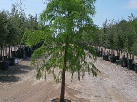 Bald Cypress - Taxodium Distichum on Sale