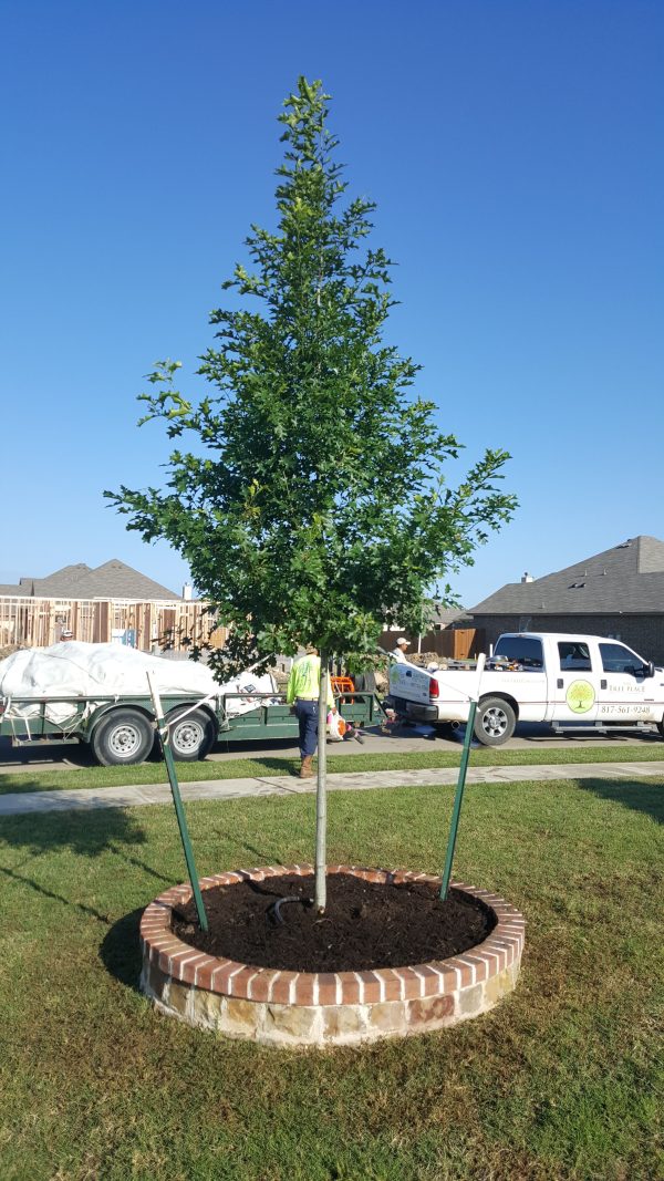 Shumard Red Oak - Quercus Shumardii - OUR BEST SELLER - Online Sale